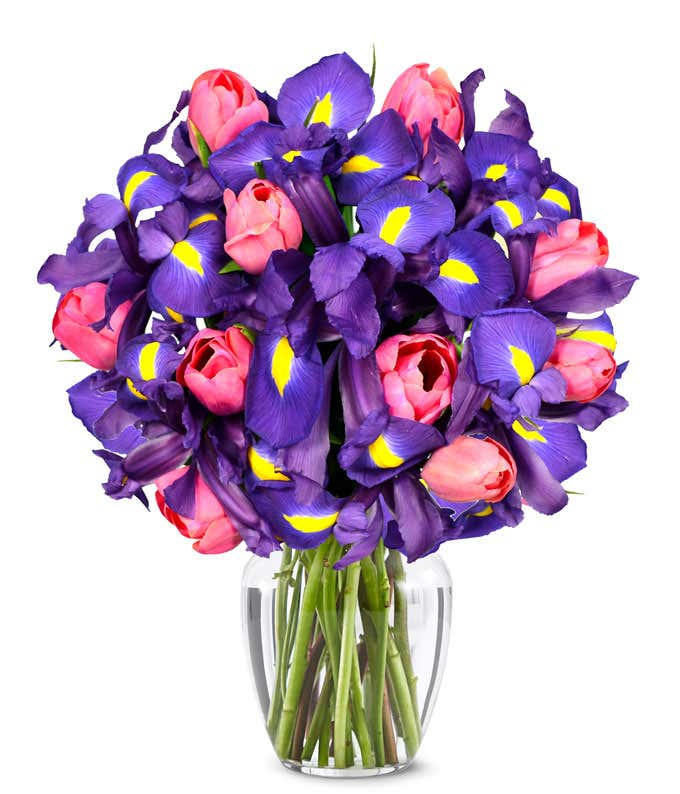 Pink tulips delivered with blue iris flowers