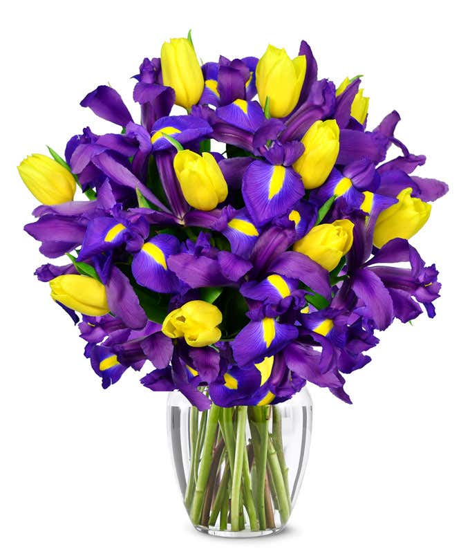 Blue iris flowers arranged with yellow tulips for gift delivery