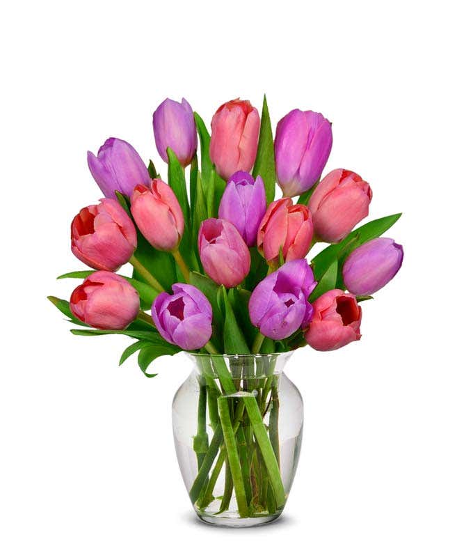Pink tulips and purple tulips