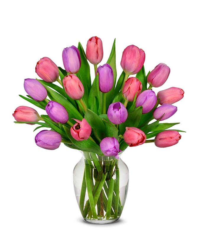 Pink and Purple Tulips - 20 Stems