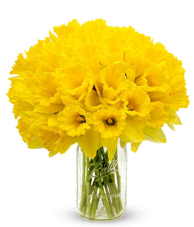 Spring Daffodils - 40 Stems