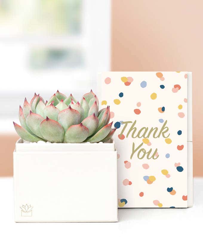 Lula's Garden ® Thank You Bliss Succulent Gift