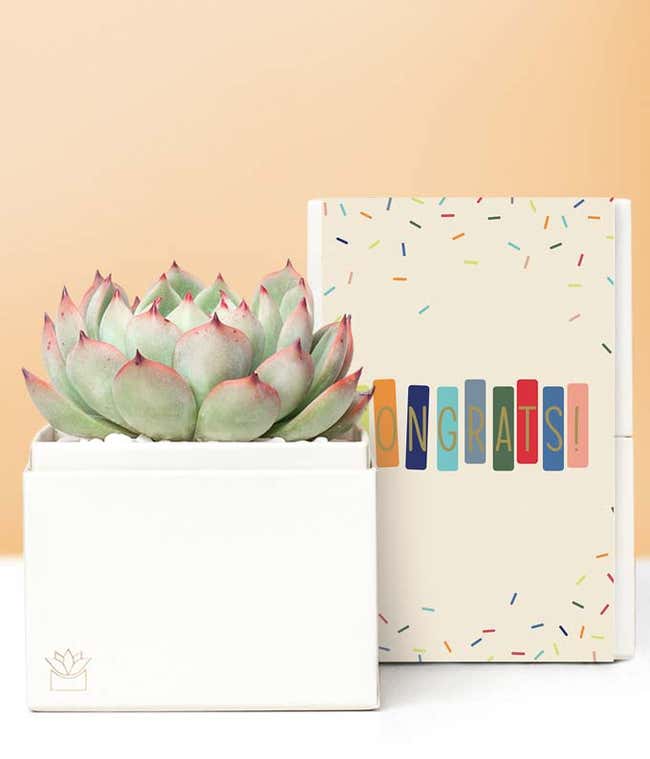 Lula's Garden &reg; Congratulations Bliss Succulent Gift