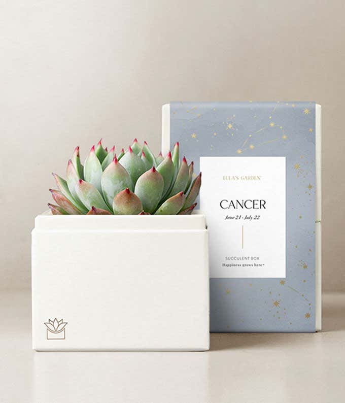 Lula's Garden ® Water Collection Cancer Succulent