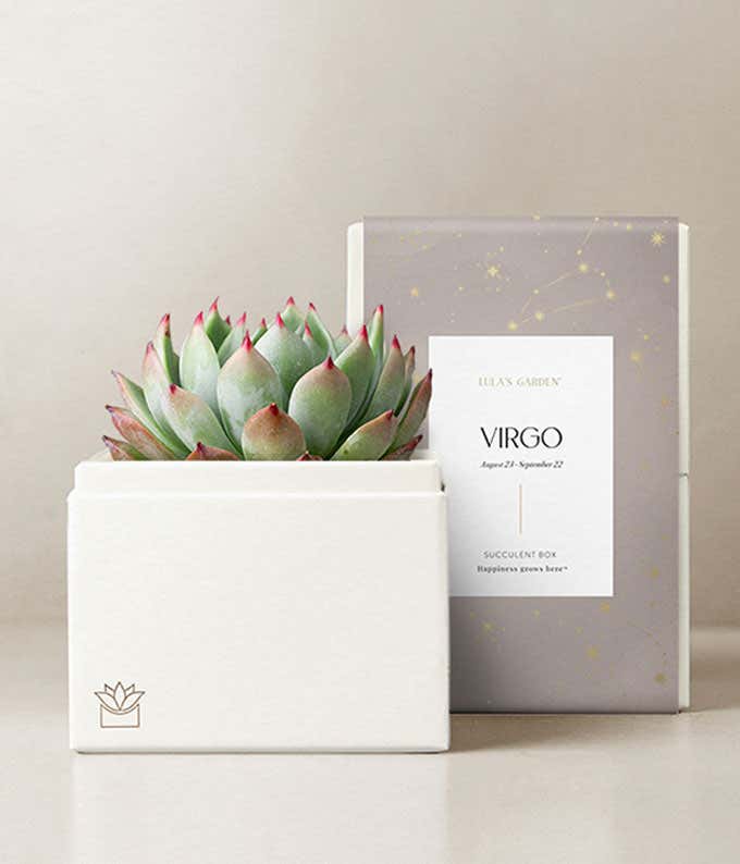 Lula's Garden ® Earth Collection Virgo Succulent