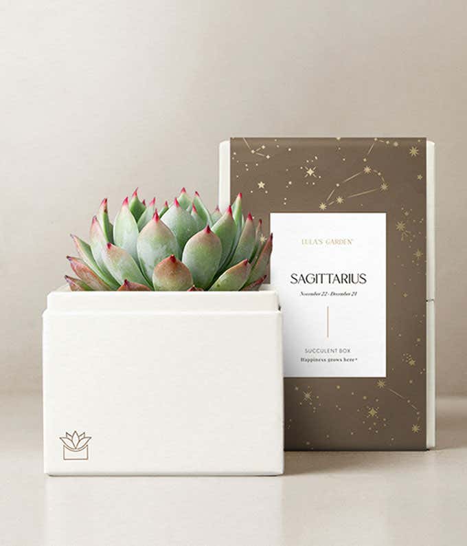 Lula's Garden ® Fire Collection Sagittarius Succulent