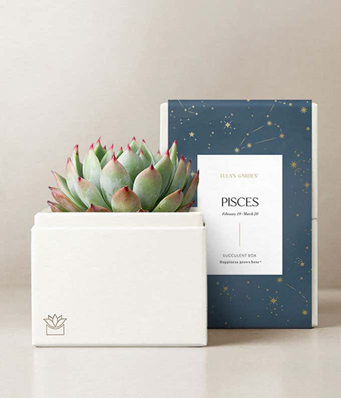  Lula's Garden ® Water Collection Pisces Succulent 