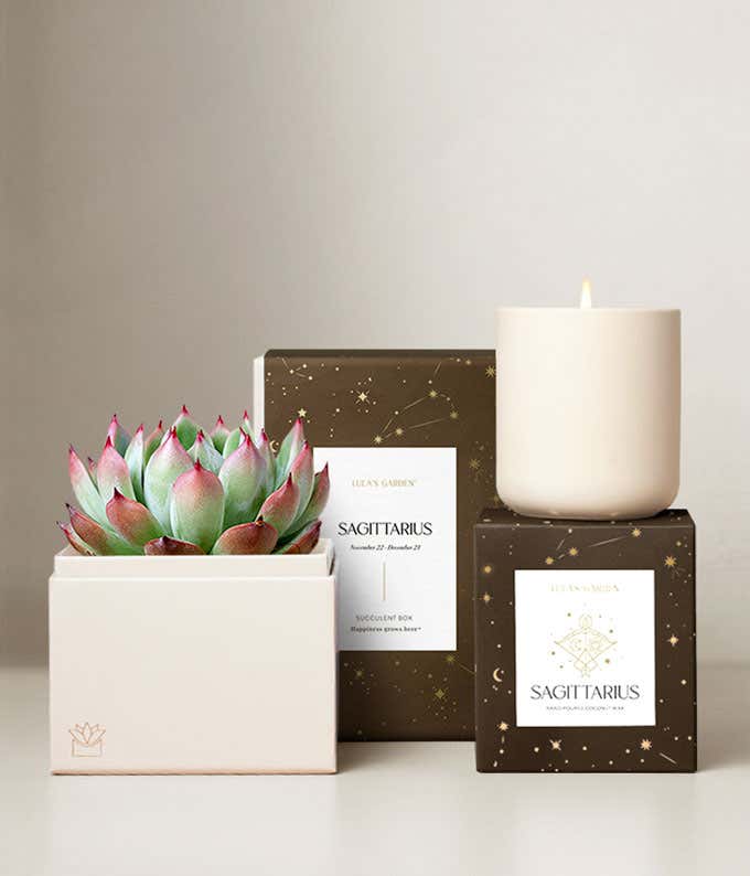 Echeveria Succulent Plant & Candle with Sagittarius Sleeve & Gift Box