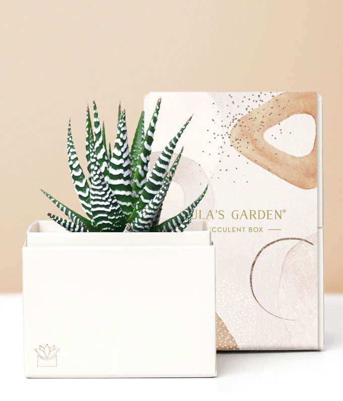 Lula's Garden ® Zebra Succulent Gift