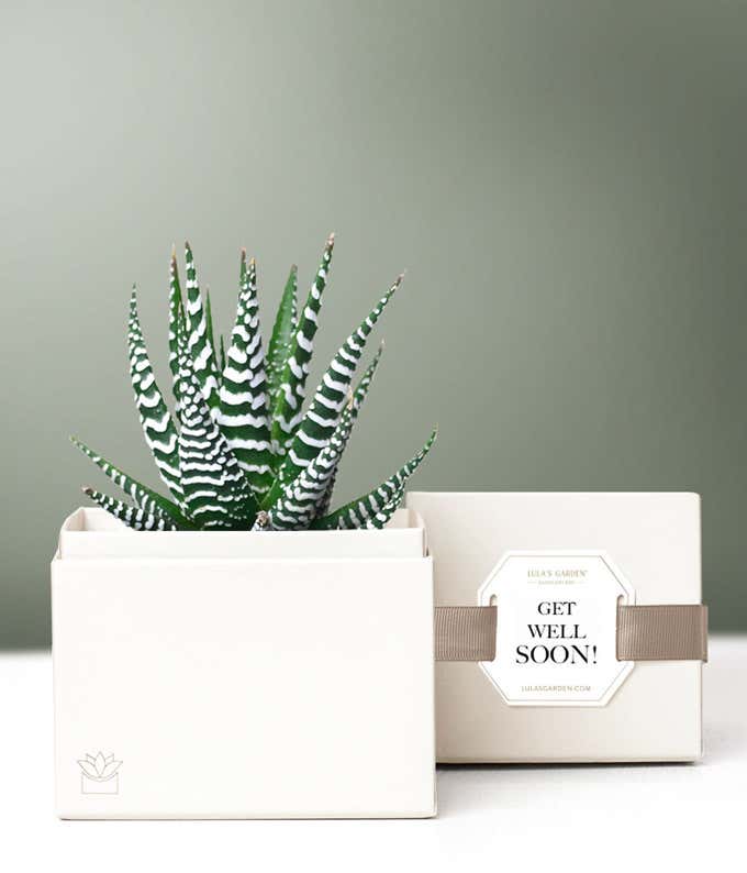 Lula's Garden ® Get Well Zebra Succulent Gift