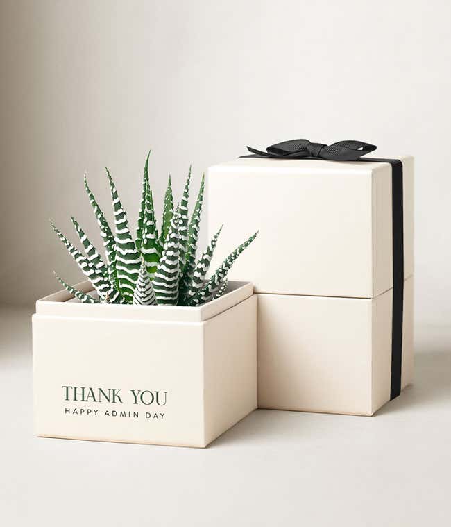 Lula's Garden &reg; Petite Zebra Admin Day Garden