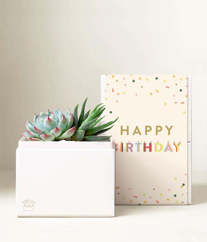 Lula's Garden ® Birthday Glow Succulent Gift