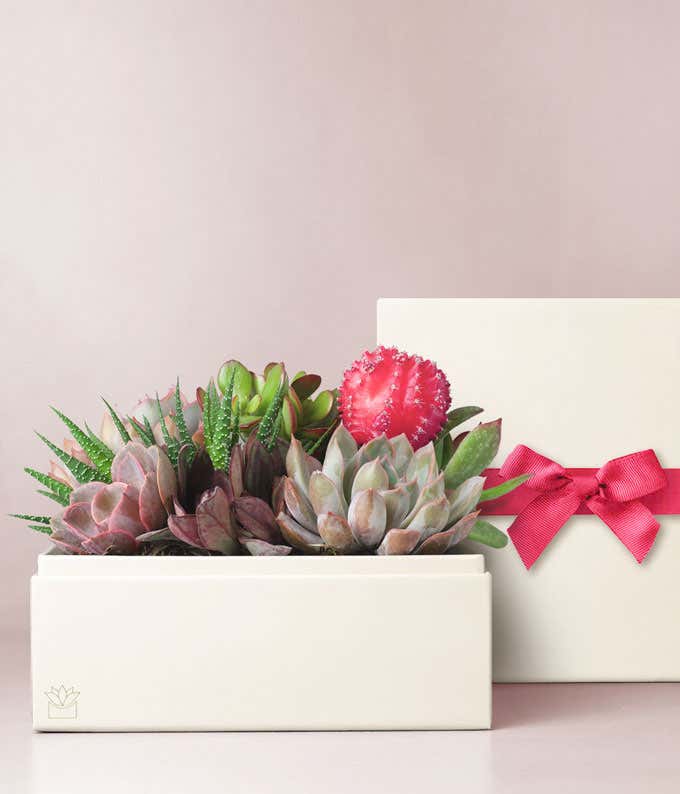 Lula's Garden ® XOXO Urban Succulent Gift