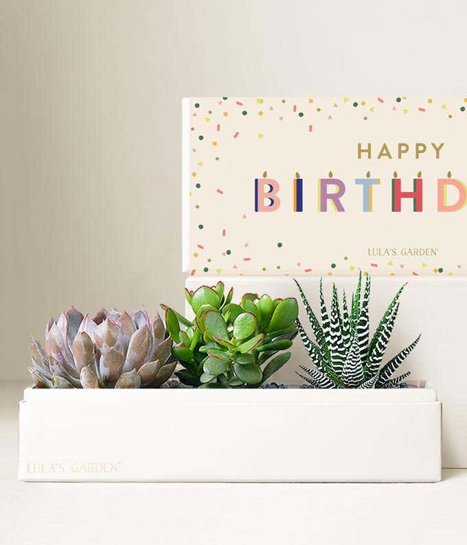Lula's Garden ® Birthday Verdant Succulent Gift