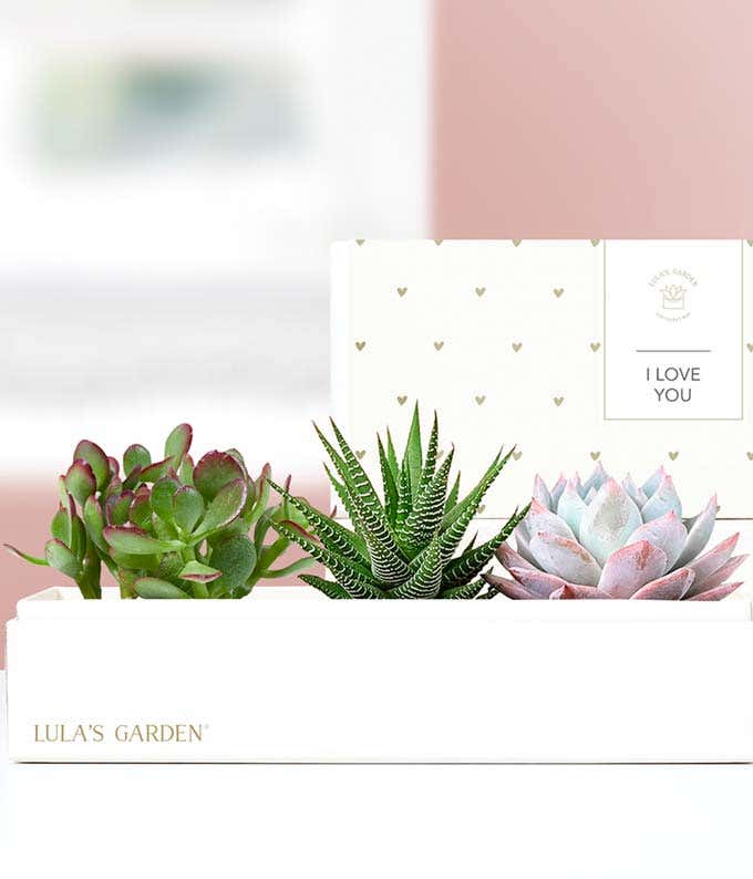 Lula's Garden ® I Love You Verdant Succulent Gift