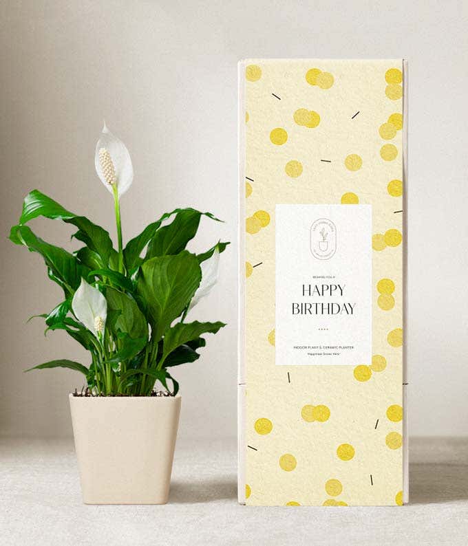 Lula's Garden ® Birthday Peace Lily Plant 