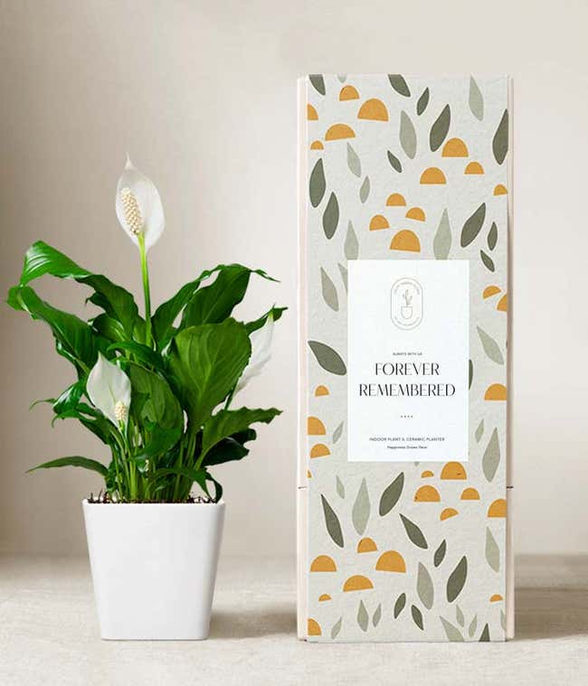 Lula's Garden &reg; Sympathy Peace Lily Plant 