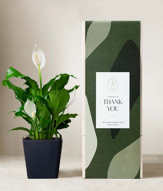 Peace lily plant with white blooms in a matte black ceramic pot, displayed next to a green gift box with abstract patterns and a label that reads Thank You.
