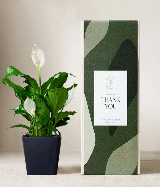 Peace lily plant with white blooms in a matte black ceramic pot, displayed next to a green gift box with abstract patterns and a label that reads Thank You.