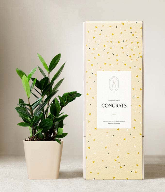 ZZ plant with glossy green leaves in a matte beige ceramic pot, displayed next to a celebratory yellow gift box with scattered confetti pattern and a label that reads Congrats.
