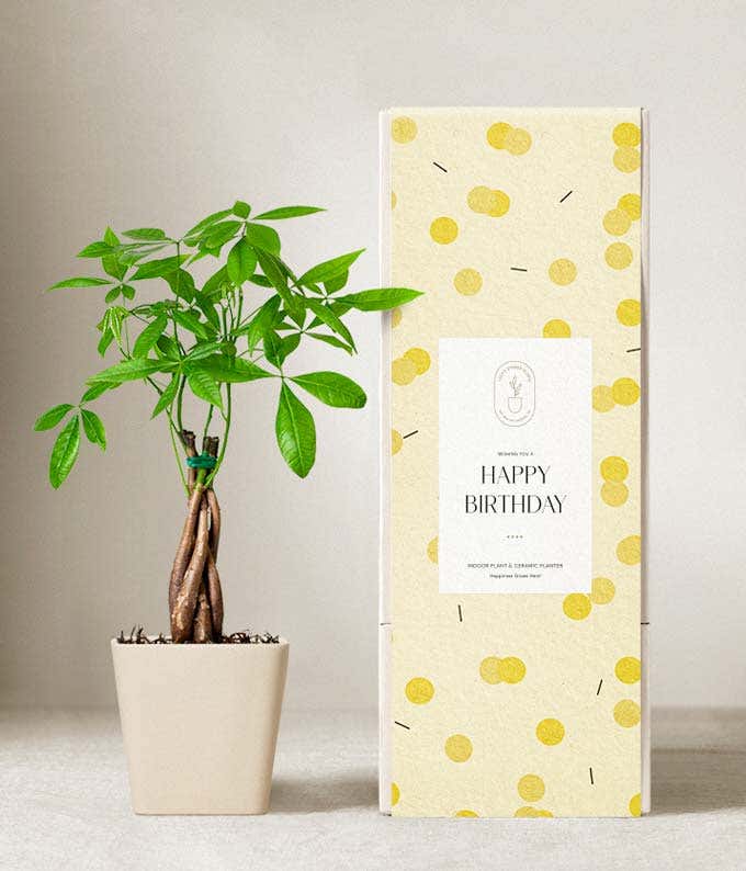 Lula's Garden ® Birthday Money Tree Plant 