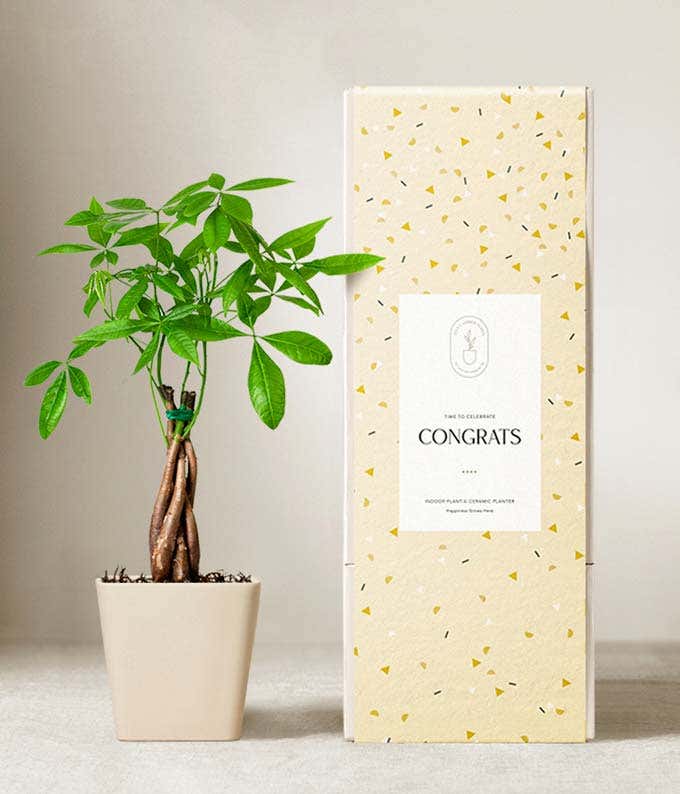Money tree plant with a braided trunk and bright green leaves in a matte beige ceramic pot, displayed next to a yellow gift box with a confetti pattern and a label that reads Congrats.