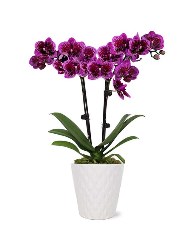 Posh Purple Orchid