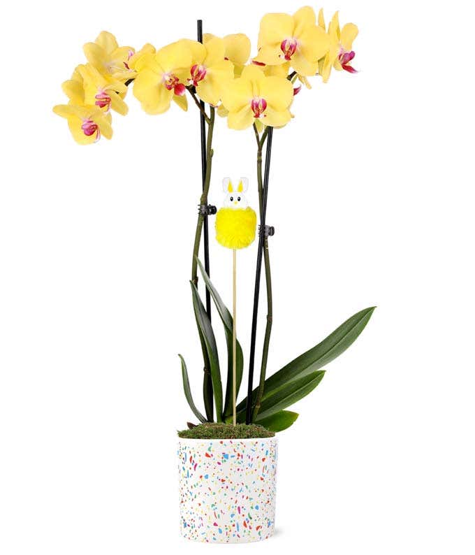 Bunny Hop Orchid Planter
