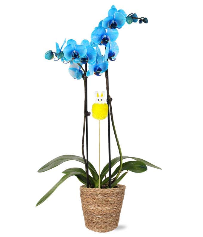 Beaming Blue Easter Orchid