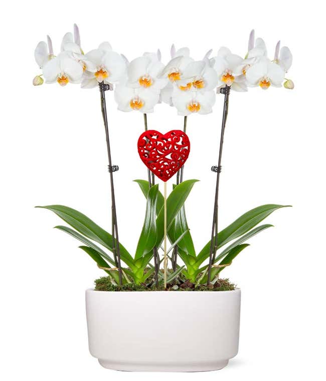 Forever Love Orchid Garden