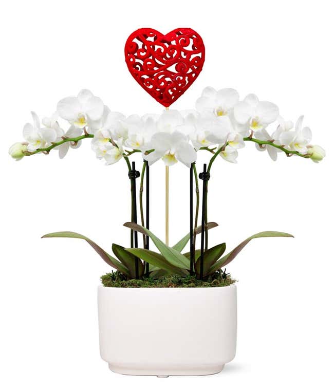 Be Mine Mini Orchid Garden