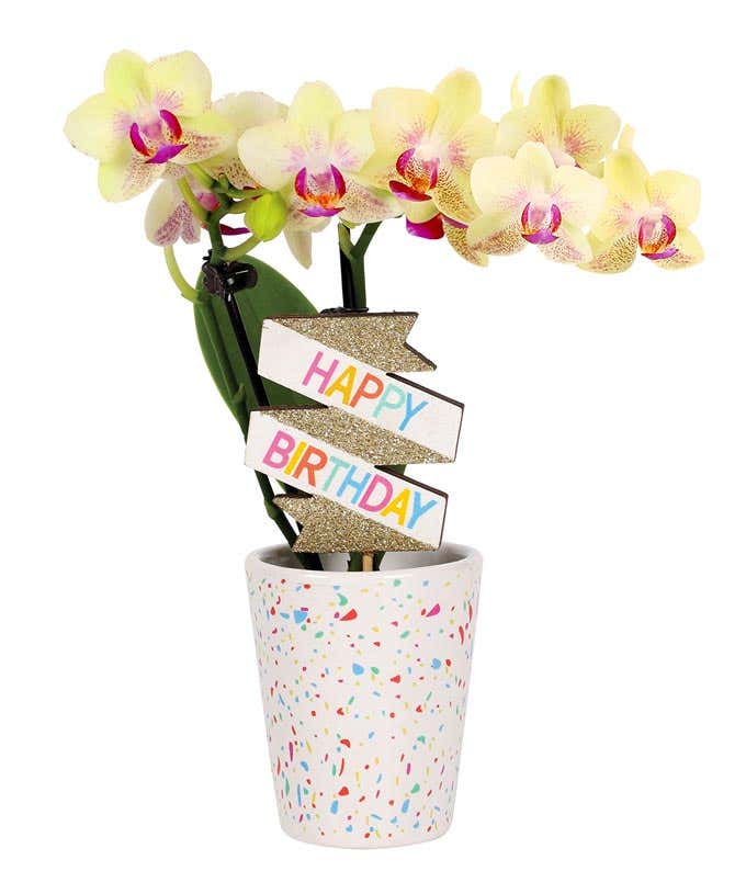 Yellow orchid plant with delicate blooms accented by pink and purple centers, decorated with a colorful 