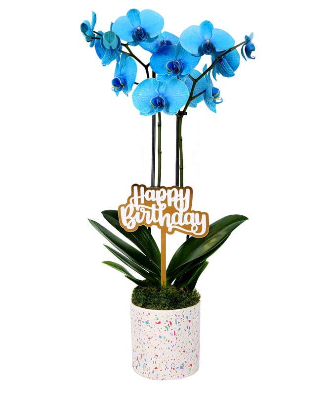 Blue orchid plant with vibrant blooms, displayed in a festive white planter with a confetti pattern, accompanied by a gold and white 