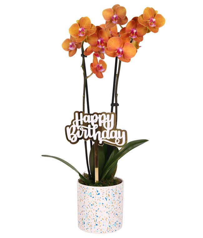 Peach orchid plant with vibrant blooms and lush green leaves, displayed in a festive white planter with a colorful confetti pattern and topped with a gold 