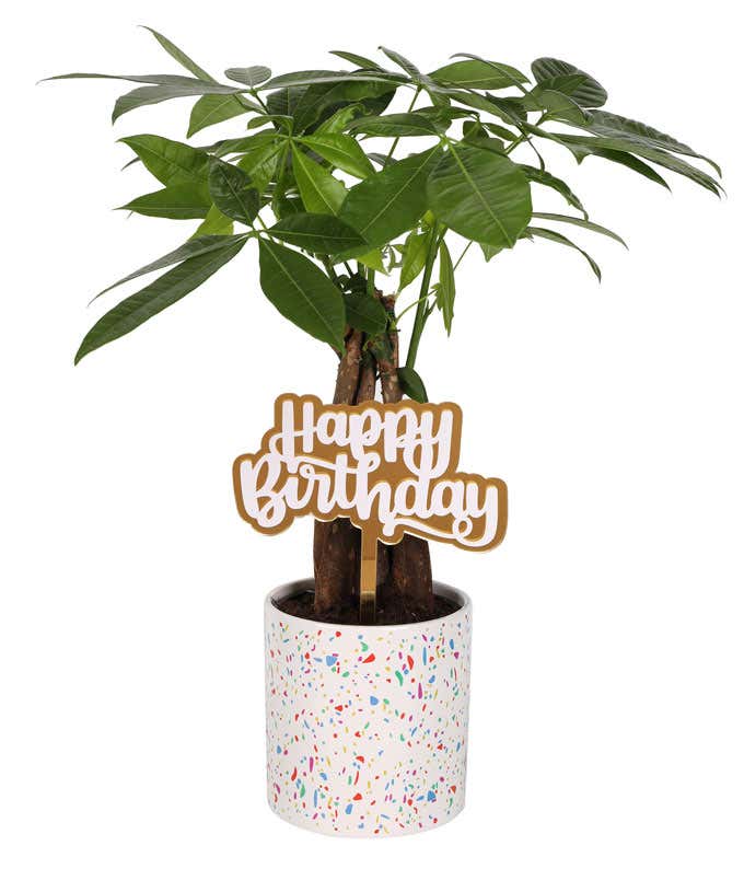 Lush money tree with braided trunk and vibrant green leaves, displayed in a festive white planter with a colorful confetti pattern, topped with a gold 