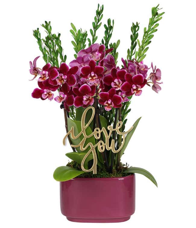 Burgundy orchid plant with multiple blooms and green leaves, accented by preserved eucalyptus stems and displayed in a deep purple rectangular planter, featuring an I love You Pick 
