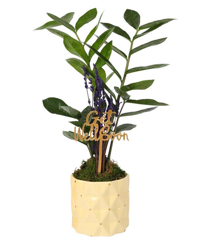 ZZ plant in a yellow textured ceramic container with preserved lavender accents and a decorative gold Get Well Soon pick.