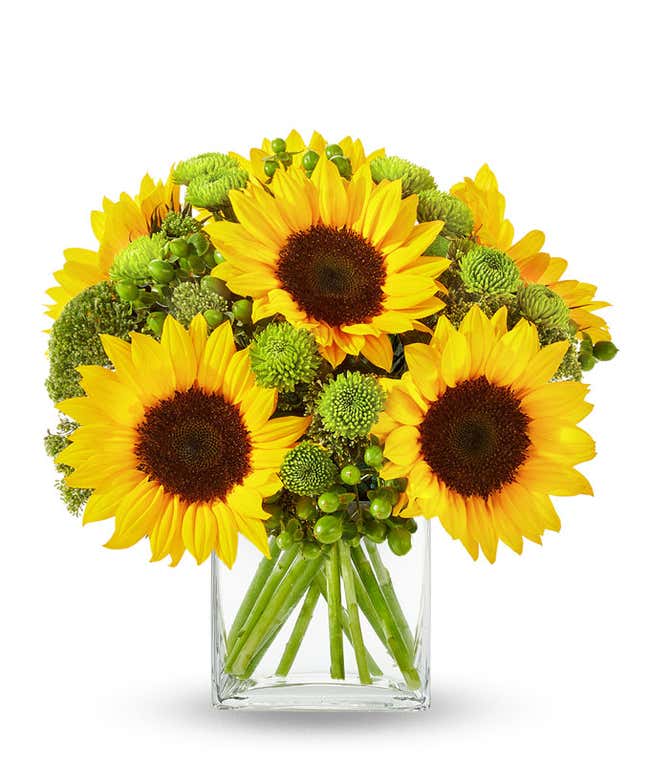 Bright sunflower arrangement with large yellow sunflowers, green poms, green berries, and mixed foliage, arranged in a cube clear glass vase.