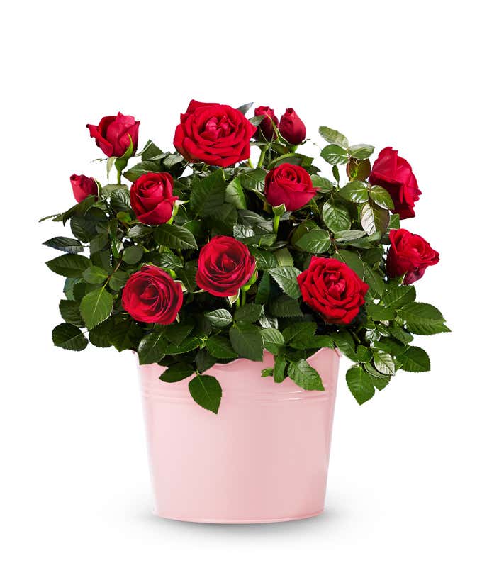 Red Rose Plant in Pink Flower Pot