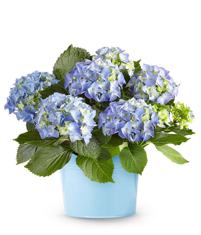 Blue hydrangea plant with lush green leaves in a glossy light blue pot with a scalloped edge. Soft blue and periwinkle blooms accented with hints of green.