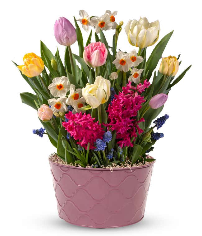 Colorful spring bulb garden in a purple textured container featuring pastel tulips in pink, yellow, purple, and cream, white daffodils with orange centers, bright pink hyacinth, and blue grape muscari.